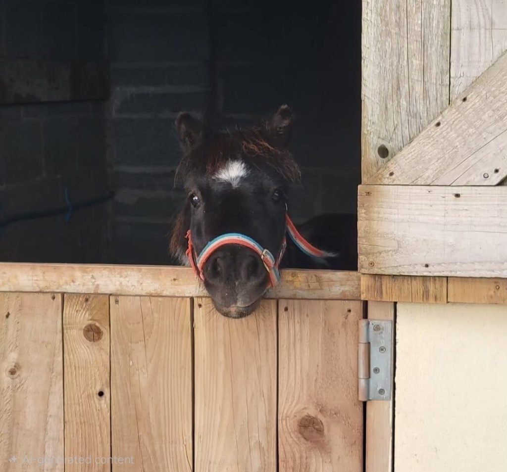 Image of a black mini shetland pony poking it's head out of wooden stables