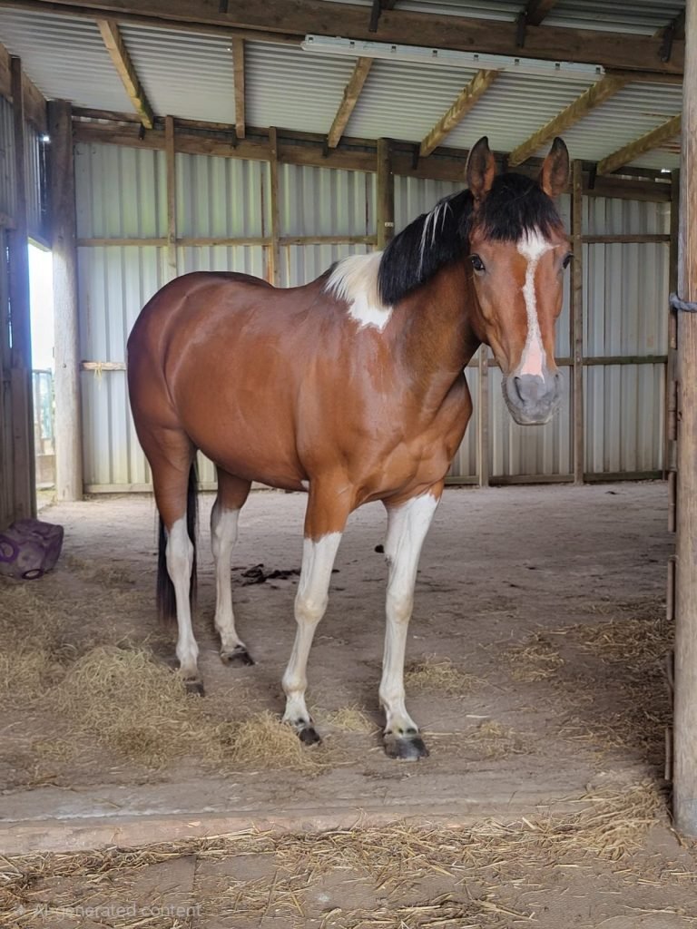 Image of a horse in a barn